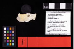 NHMW-GEO-2007z0149-0050_Ol_01.tifCycloprosopon stenofrons (Schweitzer & Feldmann, 2010)  (NHMW-GEO-2007z0149-0050)